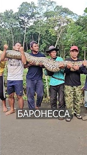 Самый Длинный ПИТОН в Мире: БАРОНЕССУ Наконец Измерили
