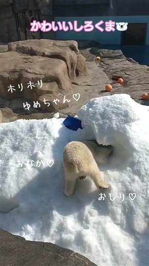 しろくま🐻‍❄️のかわいいおしりとおなか😳💕 雪山で遊ぶゆめちゃん🐻‍❄️🩷 #ホッキョクグマ ＃polarbear ＃動物園 ＃王子動物園 ＃かわいい動物 2026年3月撮影