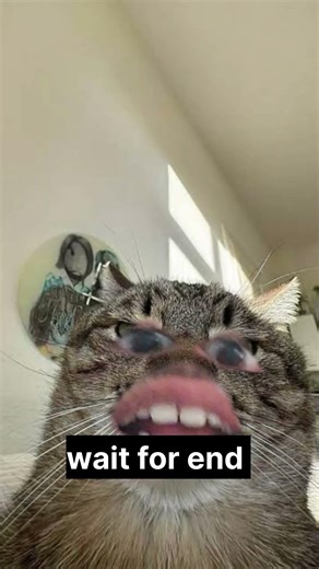 Ghar jala hai tera #funny #cat #yashux #comedy