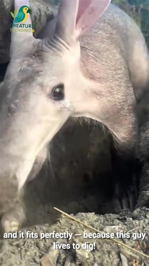 Meet the Aardvark — Africa’s ultimate underground engineer! 🕳️ With its long snout, giant ears, and powerful claws, this strange but lovable creature spends its nights digging for ants and termites. 🍽️ Despite looking like a mix between a pig, a rabbit, and a kangaroo, the Aardvark is totally unique — it’s the only member of its kind on Earth! 🌎 It uses its 30-centimeter tongue like a vacuum cleaner to slurp up thousands of bugs in minutes and builds massive burrows that other animals later m