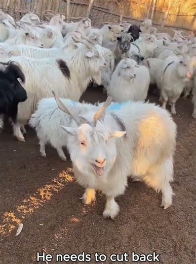 Funny Goats 😅 #goats #funnyshorts #subscribe #funny