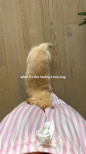 What It's Like Having a Boy Dog