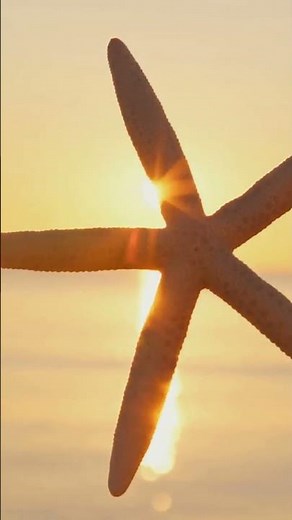 The Starfish Story A Lesson in Making