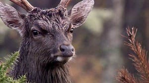 47K views · 2.5K reactions | If you're missing Autumnwatch, here's a wonderful collection of some of the best bits! | BBC Springwatch | Facebook