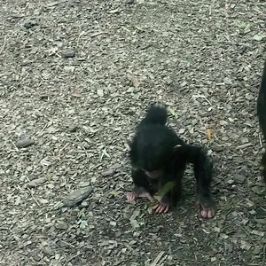 1.2M views · 79K reactions | ZOO TO YOU: Little Chimpanzee Lola has reached a BIG new milestone. She explored the outdoor chimp habitat for the first time! #ClosedButStillCaring | The Maryland Zoo in Baltimore | Facebook
