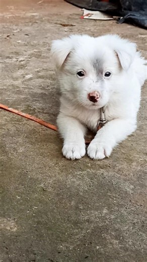 agressive cute puppy funny barking video dog barking video #germanshepherd #trending #dogvideos