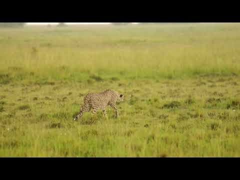 Cheetah Plans Hunt in 4K | 0 to 100km/h in 3 Seconds — Then Everything Gets Harder | Serengeti