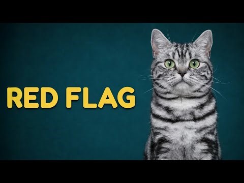 This Small Change in Your Cat’s Behavior Is a Red Flag — Most Owners Miss It