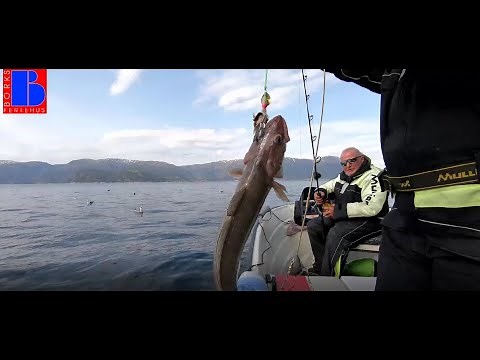 Erfolgreich Angeln in den Fjorden Norwegens