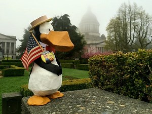 Put the Penguin in the Pool