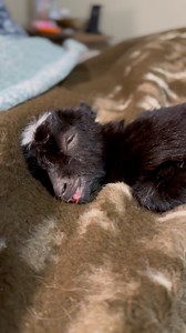 6️⃣ days until kidding season 2026 begins on Meander Mountain Farm! feat. Molly The Molecule (who was born, mind you, at a whopping .9lbs) after hours of life-saving care & mouth to mouth resuscitation to bring her back to life. she will be a year old in march & is absolutely thriving! 💖 #babygoats #goat #kiddingseason #naptime #preemie | Meander Mountain Farm