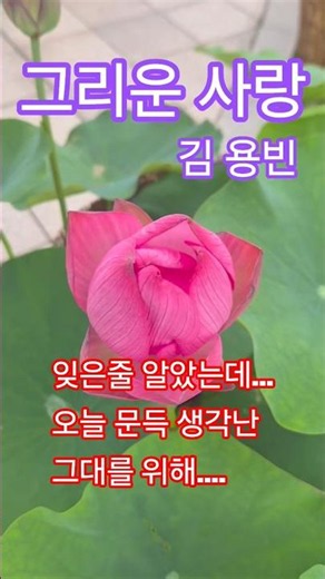 그리운사랑 김용빈 동국대학교 교정에서. "그리움도 연꽃처럼 조용히 피어납니다" 여심저격 #김용빈 #트로트 #감성쇼츠 #감성트로트