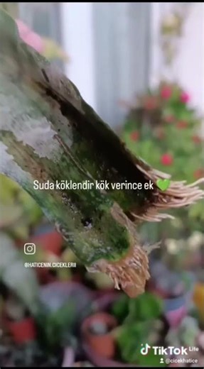insagram sayfam @haticenin.ciceklerii sayfama beklerim