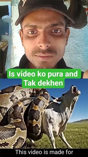 बच पाएगी गाय? 🤔🐍#shorts #snake #cow #viral #trending