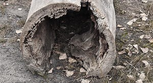 Stuckie: El perro que lleva más de 6 décadas dentro de un árbol hueco