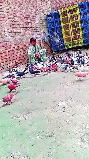 Nasro Lashari (@nasro.lashari)’s videos with original sound - isblive