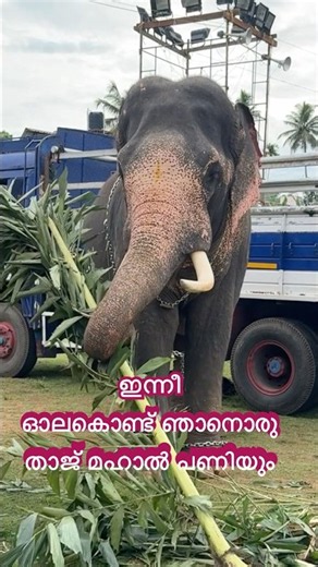 ഇന്നീ ഓലകൊണ്ട് ഞാനൊരു താജ് മഹാൽ പണിയും, KALLUTHAZHE SIVASUNDAR, #elephantvideo