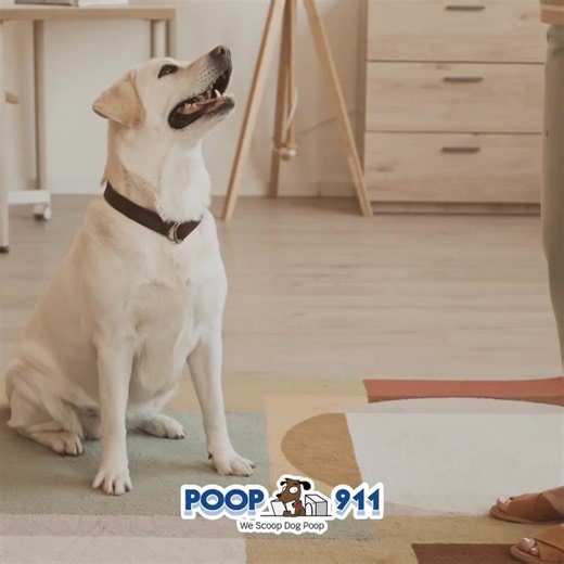 Ever wonder why dogs spin before they poop? 💩🌀 It’s not just drama — it’s instinct! 🐕 Checking for danger 🌿 Finding the perfect spot 🧭 Even aligning with Earth’s magnetic field When nature calls, Poop 911 answers. 👉 signup.poop911.com/signup/step1 | POOP 911 Southern California