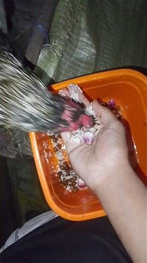 #hijab Feading my aseel murga java or sava with chana #makeuphijab #halar #muskan #shirk #alhaji