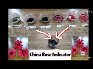 China Rose as an Indicator | Acid-base test | How to Use it | How Identify Acid-base from China Rose