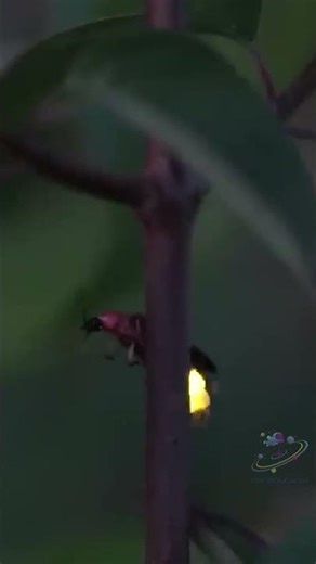 Fireflies: Nature’s Living Lanterns #facts #family #fascinatinginformation #universe