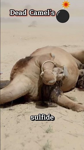 Camel Explodes as a Bomb | Know More🤔 #short #viral #sea #animals #ocean #biology #camel