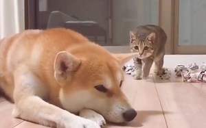 猫咪想偷袭，不料被发现了，快溜！