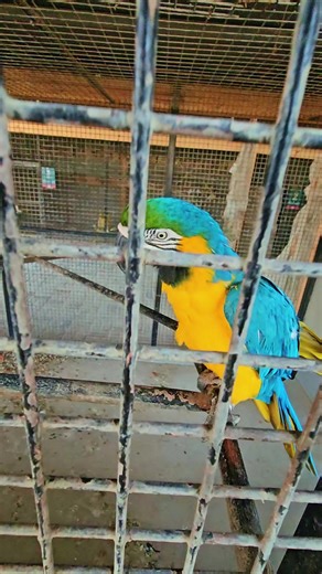 cute tasneem zoo bahrain 🇧🇭 funny 😁 😂 video #bdtiktokofficial #bahraintiktokers #viralvideo #foryou #tasneemzoo