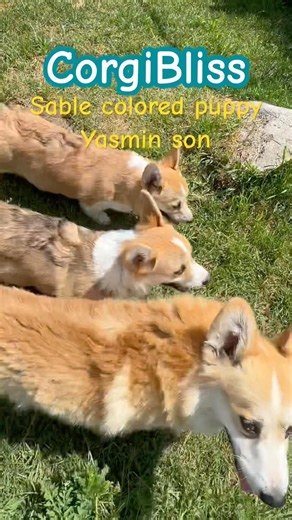 Welsh corgis with tails. Sable color vs. red and white #nodocking #corgiswithtails