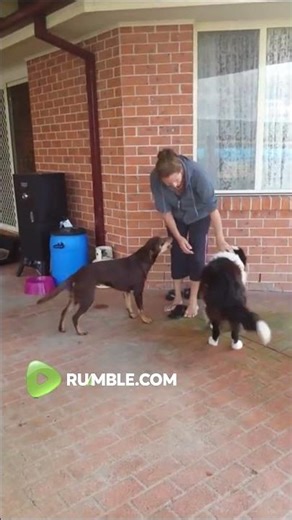 Jealous dog throws a "hissy fit"