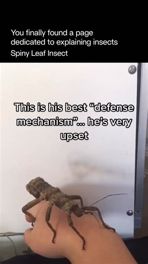 Explaining Insects 🦋 on Instagram: "The spiny leaf insect is a remarkable master of camouflage, perfectly shaped and textured to resemble a dried, thorny leaf. Covered in sharp-looking spikes and rough edges, it blends into branches and foliage so well that predators often overlook it entirely. Belonging to the Phasmatodea family, this insect uses stillness as its greatest defense, swaying gently like a leaf in the wind to avoid detection. Despite its fierce and armored appearance, the spiny le