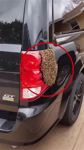 He Found Bees in His Tail Light… Then This Happened 😳🐝#entertainment #foryoupage #youtubeshorts