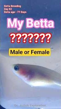 Betta Breeding Day 82. How to identify Betta Gender in early stage. Planaria in fishtank. Blue layer