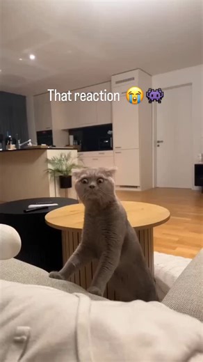 meowkitten | Kitty is traumatized 😢🥺 . . Follow @me_ow_me_ow_ for more cute videos🌸 . 📸: unknown . . #kitten #kitty #cat #catscatscats #catsdaily #funny... | Instagram