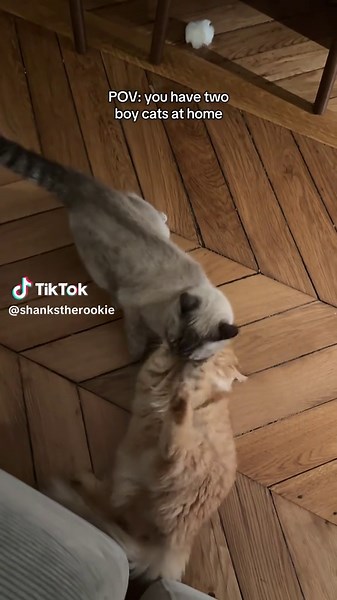 Hilarious Cat Fights: POV with Two Boy Cats
