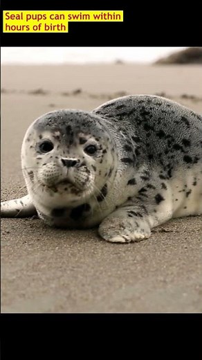 The Arctic’s Most Adorable Resident – Spotted Seal | Georgia Aquarium | US Travel Diaries | #facts