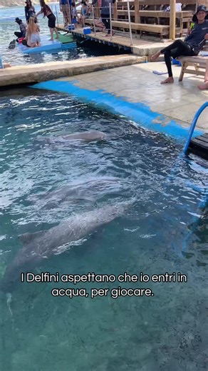 I delfini aspettano che io entri in acqua 😄 #santamarta #colombia #delfini