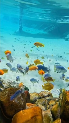 Seus Peixes Morrem ao Colocar no Lago? Aprenda o Jeito Certo de Soltar! #lagoartificial #dicas