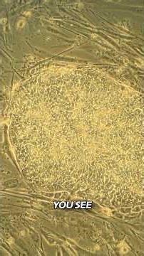 GROWING BRAINS IN A LAB?! | Giant Leap