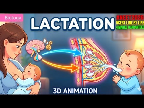 Lactation 3D Animation | Human Reproduction Class 12 | NEET Biology |