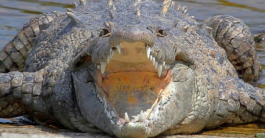 Exploring the Size and Power of Saltwater Crocodiles: Nature's Apex Predators
