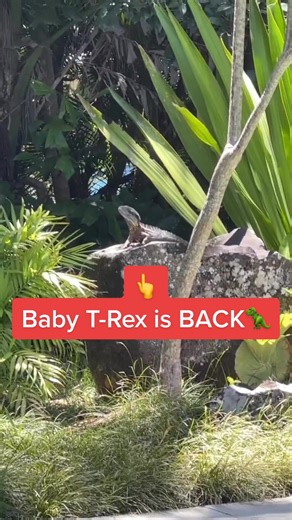 Baby T-Rex Returns Stronger Than Ever
