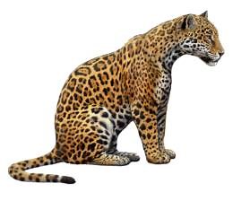 Hoy os mostramos el proceso por el que llevamos a cabo nuestro servicio de INSEMINACIÓN ARTIFICIAL para la reproducción asistida de medianos y grandes animales salvajes en peligro de extinción. A muchas de estas especies en peligro de extinción les cuesta mucho aparearse o, como podéis ver en el vídeo, la calidad espermática del macho es muy deficiente, de tal modo que para tener éxito en su reproducción hemos de emplear técnicas asistidas como las que os mostramos. Aunque el proceso lo describi
