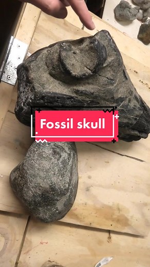 Rare Opalized Fossil Skull Discovery in New Zealand