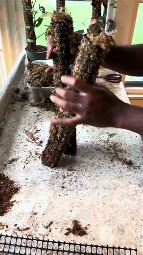 Save more moss, reduce rot risk, and build a smarter moss pole that actually works for your plant 🌿