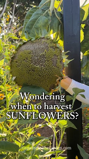 Angela Judd on Instagram: "Wondering when to harvest sunflower seeds? Timing is everything. 🌻 If you want big, fully developed edible seeds, don’t rush it. You can cut the head when it’s yellow if you need to protect it from birds (just leave a few inches of stem and hang it upside down to finish ripening). For the fullest seeds, letting it ripen on the plant is best. Wait until the back of the sunflower head turns brown, that’s your best sign the seeds have finished developing and the kernels