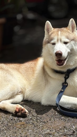 Axl | The Dramatic Husky | A Husky, a waterfall, and some boys who refused to grow up. Shot on @dji Neo and @insta360 Go 3 . . . [dog trekking, off-leash dog, husky... | Instagram