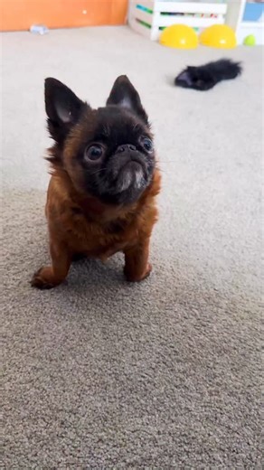 “Haven’t you heard of resting griff face before, human?” 😕😅 #grumpygriffon #griffon #griffonsofinstagram #rescuedogsofinstagram #rescuedog #dwarfism #dog #puppy #dogreel #dogsofinstagram #doggo | Dottie the Dwarf