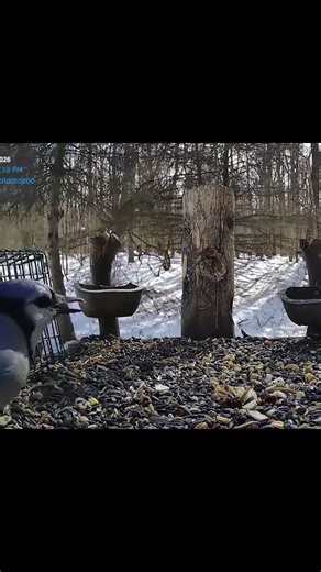 Blue Jay imitating an owl? 🦉 #birds #birdfeeder #wildlife #shorts