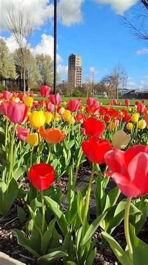 Beautiful tulips in city plaza - Elgin, Illinois #spring #flowers